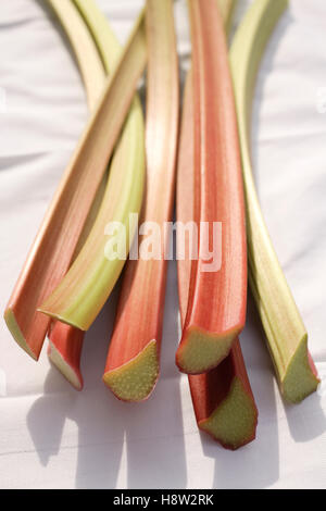 Rabarbaro (Rheum rhabarbarum) Foto Stock
