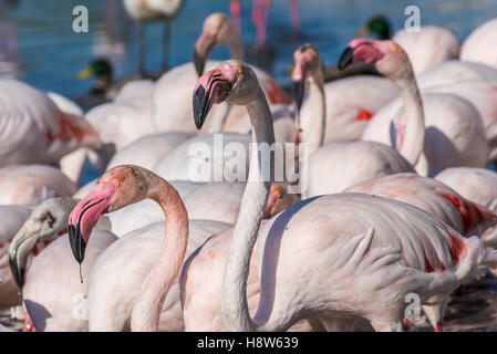 Flamants Roses / Phoenicpterus ruber roseus , Pont de Gau, Camargue Bouches du Rhone, Saintes Maries de la Mer Francia Foto Stock