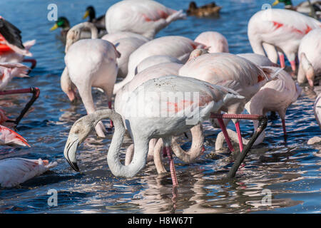 Flamants Roses / Phoenicpterus ruber roseus , Pont de Gau, Camargue Bouches du Rhone, Saintes Maries de la Mer Francia Foto Stock