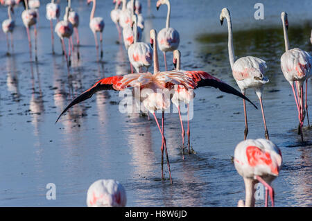 Flamants Roses / Phoenicpterus ruber roseus , Pont de Gau, Camargue Bouches du Rhone, Saintes Maries de la Mer Francia Foto Stock