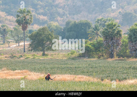 Uomo thailandese funziona in un campo di ananas nella campagna a sud di Hua Hin, Thailandia Foto Stock