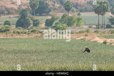 Uomo thailandese funziona in un campo di ananas nella campagna a sud di Hua Hin, Thailandia Foto Stock