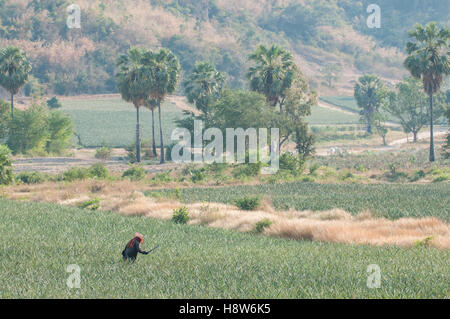 Uomo thailandese funziona in un campo di ananas nella campagna a sud di Hua Hin, Thailandia Foto Stock