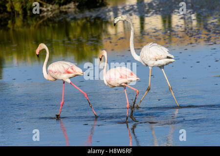 Flamants Roses / Phoenicpterus ruber roseus , Pont de Gau, Camargue Bouches du Rhone, Saintes Maries de la Mer Francia Foto Stock