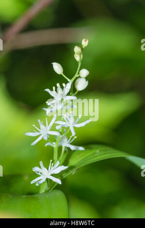 Star-fiorito di Salomone sigillo, Maianthemum stellatum, crescente lungo un sentiero in Wagner Bog Area Naturale, Alberta, Canada. Foto Stock