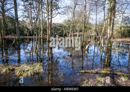 Bosco allagato in Surrey. Foto Stock