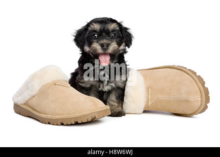 Carino felice havanese cucciolo di cane è seduto accanto al proprietario del pantofole, il proprietario è arrivato Foto Stock