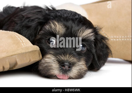 In prossimità di un grazioso havanese cucciolo di cane è disteso accanto a pantofole e aspettando il suo proprietario Foto Stock