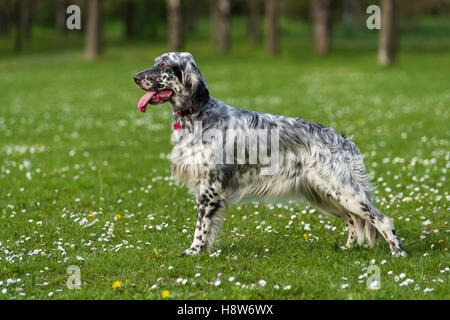 Carino blue belton setter inglese cane è in piedi in una molla il ... Prato fiorito in inglese
