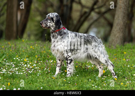 Carino blue belton Setter inglese cane è in piedi in una splendida primavera il prato fiorito davanti a uno sfondo di boschetti Foto Stock