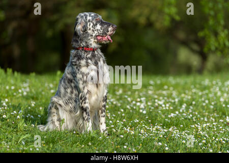 Carino blue belton Setter inglese cane è seduto in una bella primavera il prato fiorito davanti a uno sfondo di boschetti Foto Stock