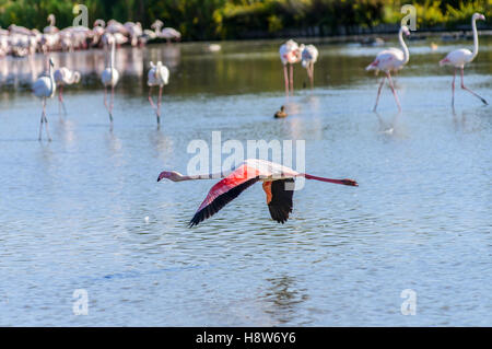 Flamants Roses / Phoenicpterus ruber roseus , Pont de Gau, Camargue Bouches du Rhone, Saintes Maries de la Mer Francia Foto Stock