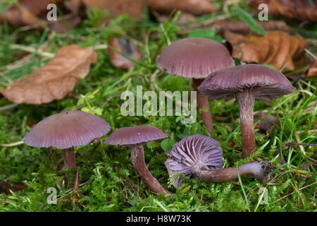 Violetter Lacktrichterling, Amethystblauer Lacktrichterling, Violetter Bläuling, Bläuling, Lack-Bläuling, Laccaria amethystina, Foto Stock