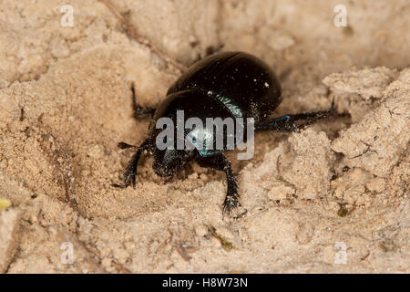 Waldmistkäfer, Wald-Mistkäfer, Mistkäfer, Anoplotrupes stercorosus, Geotrupes stercorosus, Rosskäfer, comune dor beetle, Geotrup