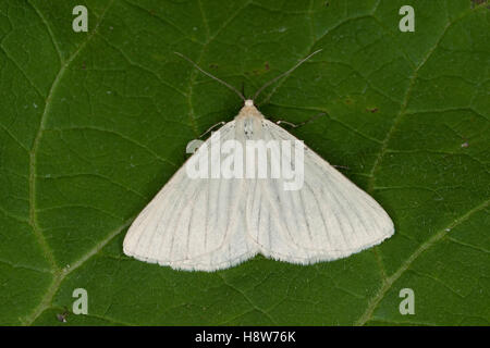 Weißer Linienspanner, Schwarzaderspanner, Hartheuspanner, Schwarzader-Spanner, Hartheu-Spanner, Siona lineata, scorie lineata, b Foto Stock