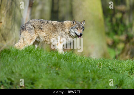 Europaeischer Wolf, Canis lupus, Europeo lupo grigio Foto Stock