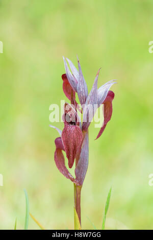 Istrischer Zungenstendel, Serapias istriaca, Lingua Orchid Istriacia Foto Stock