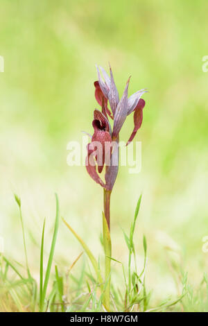 Istrischer Zungenstendel, Serapias istriaca, Lingua Orchid Istriacia Foto Stock