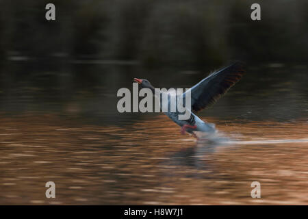 Oca Graylag ( Anser anser ), un adulto, in esecuzione su acqua, decolla dall'acqua, all'alba, morbido retroilluminazione atmosferica. Foto Stock