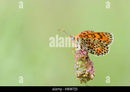 Roter Scheckenfalter, Melitaea didyma, The Spotted fritillary o rosso-band fritillary Foto Stock
