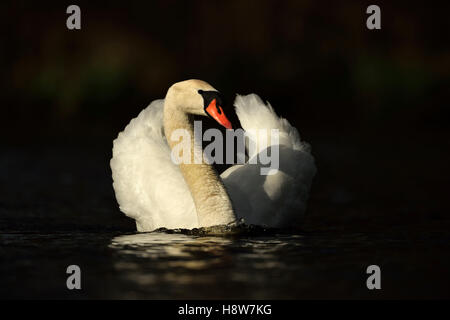 Mute Swan / Hoeckerschwan ( Cygnus olor ) nuoto, ali aperte a metà, elegante, in perfetta luce, vista frontale, sfondo pulito, fauna selvatica, Europa. Foto Stock