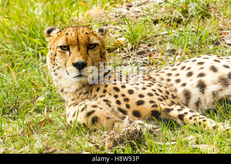 Lazy Cheetah giacente nel campo e sollevando il capo per vedere l'azione della videocamera. Foto Stock