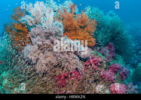 Gorgonia appassionati di mare [Melithaea sp.] e coralli molli [Dendronephthya sp.] con una grande scuola di spazzatrici pigmeo Foto Stock