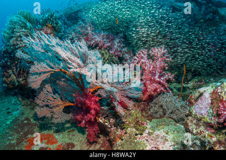Gorgonia mare fan [Melithaea sp.] e coralli molli [Dendronephthya sp.] con una grande scuola di spazzatrici pigmeo Foto Stock