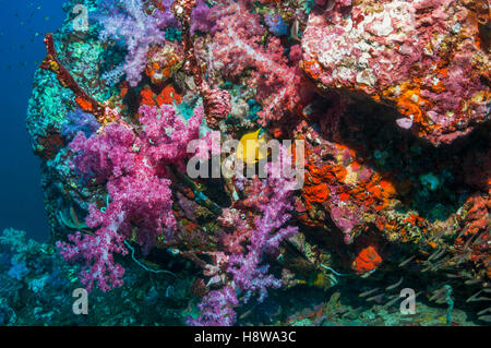 Golden castagnole [Amblyglyphidodon aureus] con coralli molli [Dendronephthya sp.] sulla barriera corallina di pendenza. Mare delle Andamane, Thailandia. Foto Stock