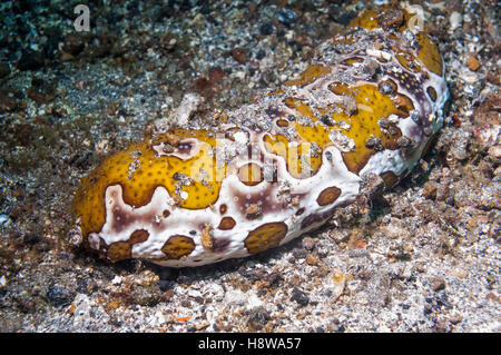 Leopard cetriolo marittimo [Bohadschia argus]. Lembeh, Sulawesi, Indonesia. Foto Stock