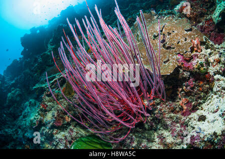 Mare frusta o [Gorgonia Ellisella ceratophyta] sul versante della barriera corallina. Mare delle Andamane, Thailandia. Foto Stock