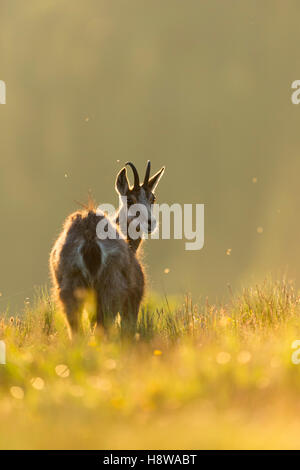 Camoscio alpino / Gaemse ( Rupicapra rupicapra ) su un prato di montagna, guardando indietro alle spalle, retroluce precoce, fauna selvatica, Europa. Foto Stock
