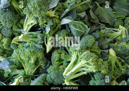 Tumuli di fresco tagliato teste di broccoli e steli Foto Stock