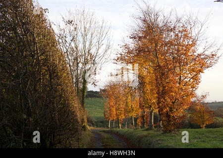 Faggi sulla corsia in autunno Foto Stock