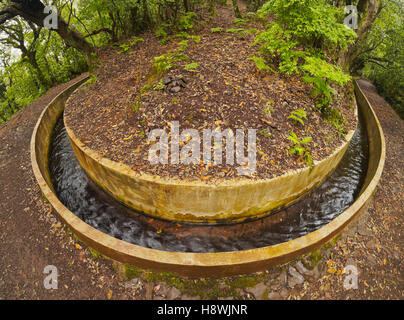 Il Portogallo, Madera, vista la Levada da Serra do Faial sulla parte da Ribeiro Frio a Portela. Foto Stock