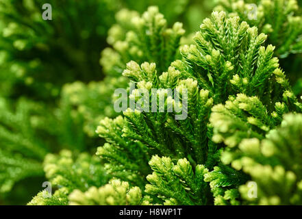 Gli sfondi e texture: close-up shot di lichene verde. Molto bella floreale, stagionali o di Natale sfondo astratto Foto Stock