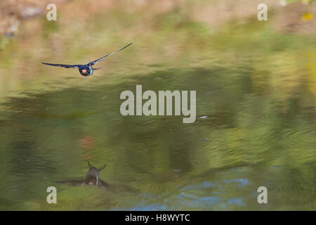 Swallow; Hirundo rustica singola sorvolano Pond Cornwall, Regno Unito Foto Stock