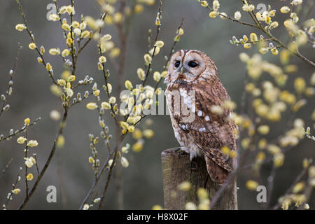 Allocco; Strix aluco singolo con Capra Willow Cornwall, Regno Unito Foto Stock