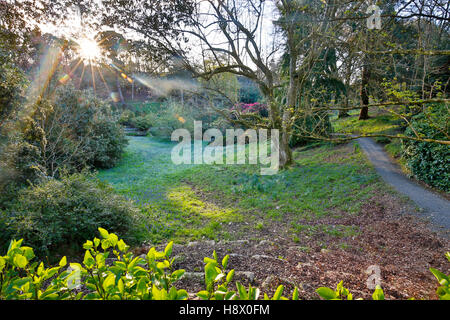 Giardino Trebah; la molla; Cornovaglia; Regno Unito Foto Stock