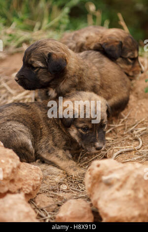 Tre velivoli senza pilota cuccioli di cane nel campo dormire Foto Stock