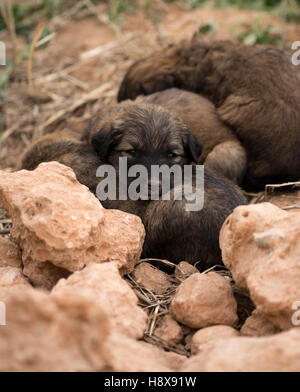 Tre velivoli senza pilota cuccioli di cane nel campo dormire Foto Stock