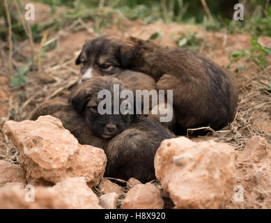 Tre velivoli senza pilota cuccioli di cane nel campo dormire Foto Stock