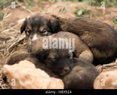 Tre velivoli senza pilota cuccioli di cane nel campo dormire Foto Stock