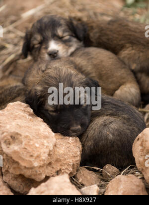 Tre velivoli senza pilota cuccioli di cane nel campo dormire Foto Stock