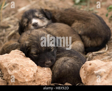 Tre velivoli senza pilota cuccioli di cane nel campo dormire Foto Stock