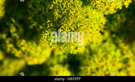 Renne parete, muro verde decorazione fatta di renne lichen Cladonia rangiferina Foto Stock