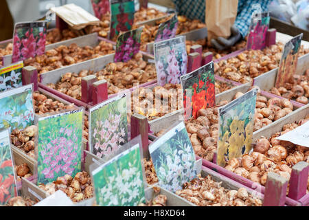 Bulbi da fiore in vendita presso orticola in Fiera Milano, Italia. Orticola è una rassegna annuale e fiera di piante e fiori. Foto Stock