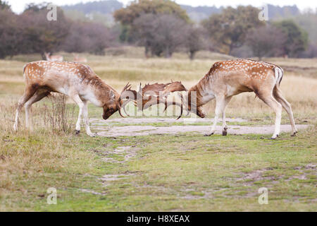 Due daini bucks combattimenti durante la stagione di solchi Foto Stock