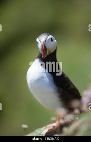 Immagine ritratto di un uccello puffini guardare direttamente la telecamera da vicino. Foto Stock