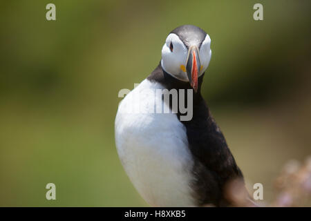 Puffin uccello guardando direttamente verso la telecamera da vicino. Foto Stock